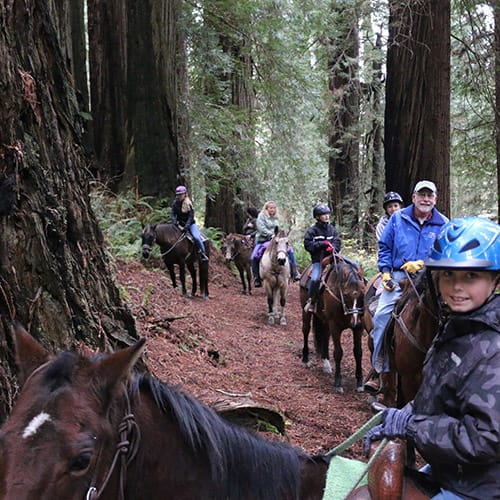 best redwood forest tours