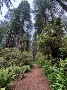 trails near redwood national park