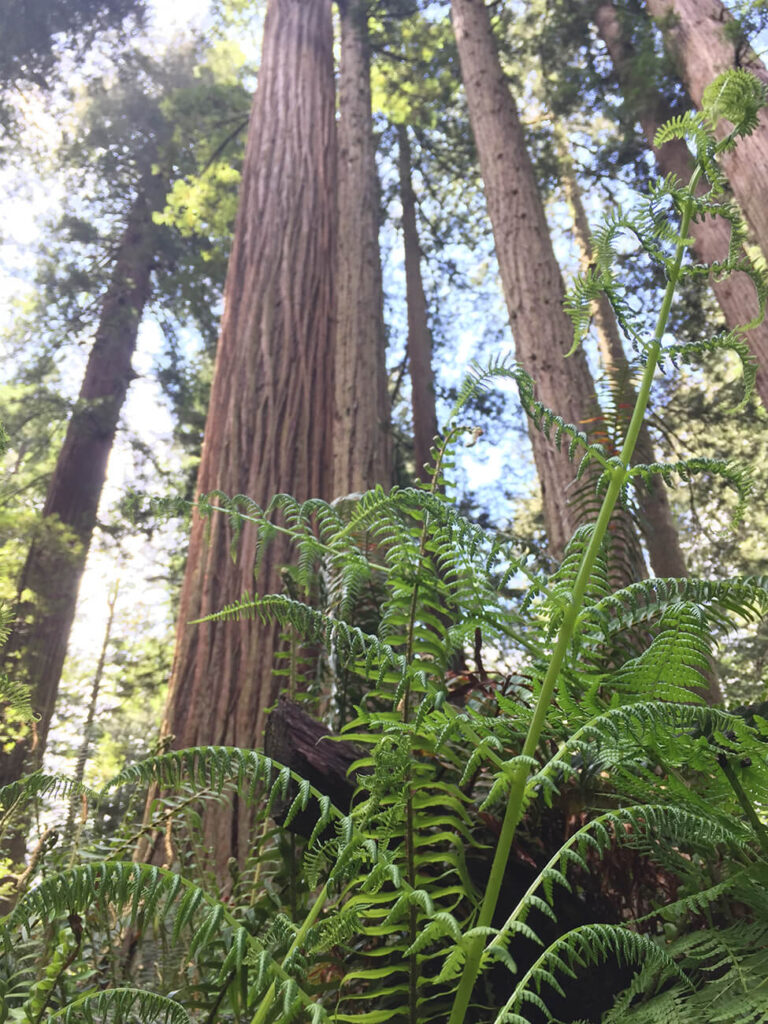 things to do in redwood national park
