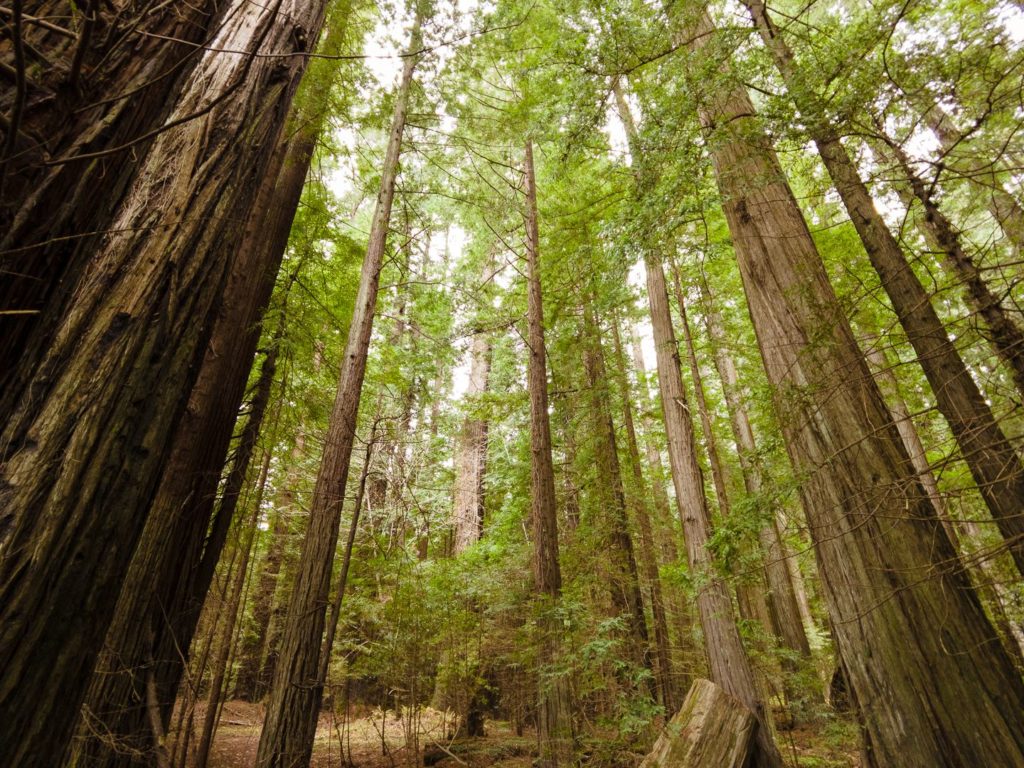 world's tallest trees