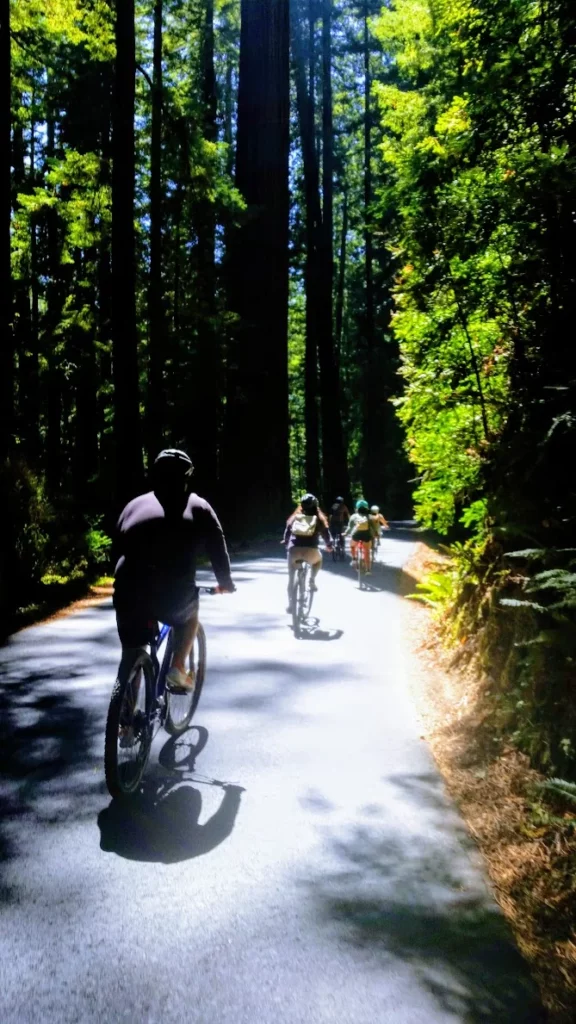 redwood forest tours 