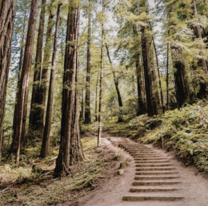 https://www.stayintheredwoods.com/RedwoodRetro/